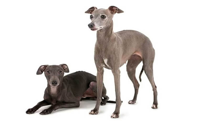 Italian Greyhound